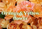オレンジバラ　黄色バラ　ブーケ　花束