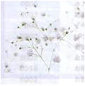 かすみ草