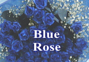 ブルーローズ　青いバラの花束　ブーケ
